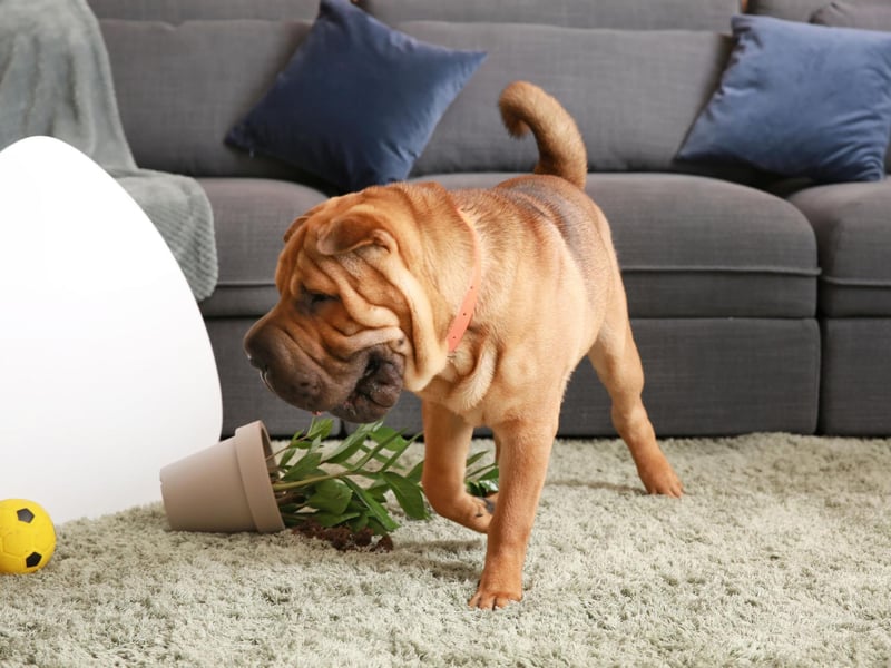 The zoomies, or Frenetic Random Activity Periods (FRAPs), refer to those unmistakable explosions of energy that dogs have on occasion. A total of 17 per cent of owners have reported breakages causes bay their dog careering around the house uncontrollably.
