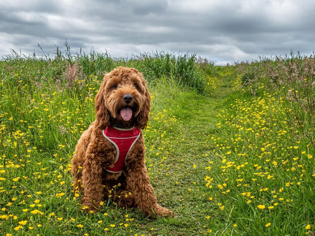 Cockapoos - a crossbreed of the Poodle and Cocker Spaniel - are the third most spoilt pooch, with a £1,443.00 average spend.