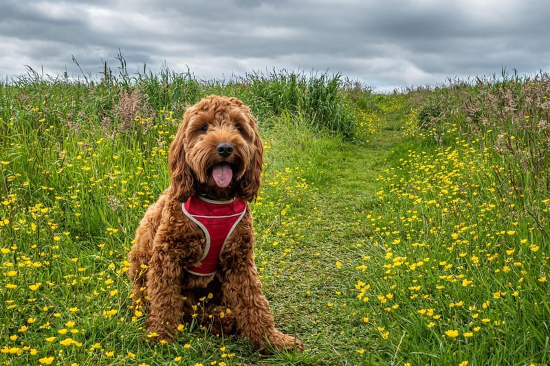 Cockapoos - a crossbreed of the Poodle and Cocker Spaniel - are the third most spoilt pooch, with a £1,443.00 average spend.