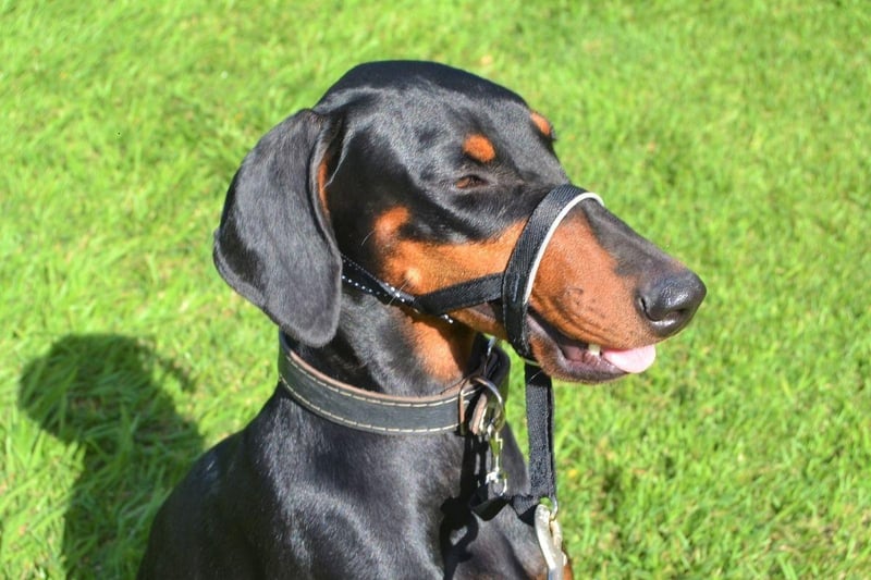 The Dobermann, or Doberman Pinscher, is the fifth smartest breed of dog. They have a particular talent for gauging perceived threats, which makes them a great guard dog.
