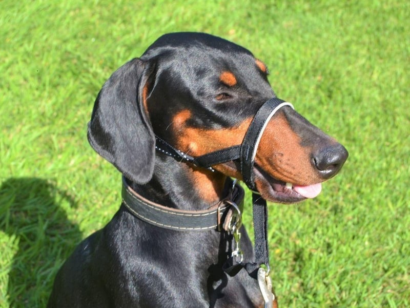 The Dobermann, or Doberman Pinscher, is the fifth smartest breed of dog. They have a particular talent for gauging perceived threats, which makes them a great guard dog.