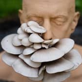 Biotypes, a living sculpture by Simon Faithfull, will be on show at the Fungi Forms exhibition