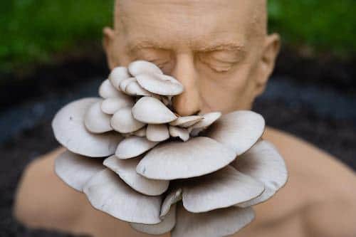 Biotypes, a living sculpture by Simon Faithfull, will be on show at the Fungi Forms exhibition
