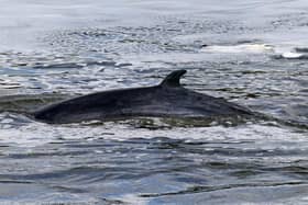 A Minke whale, similar looking to the ones that will be involved in the Norway experiment picture: PA/Yui Mok