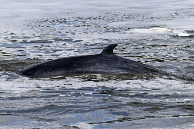 A Minke whale, similar looking to the ones that will be involved in the Norway experiment picture: PA/Yui Mok