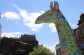 More than 40 huge giraffe sculptures will take to the streets of the Capital next year when Edinburgh Zoo’s Giraffe About Town trail goes live in Summer 2022.