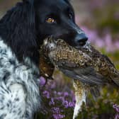 As the grouse shooting season begins, it should be remembered that the birds themselves are not the only animals killed in the name of this 'sport' (Picture: Jeff J Mitchell/Getty Images)