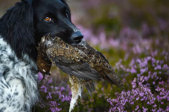 As the grouse shooting season begins, it should be remembered that the birds themselves are not the only animals killed in the name of this 'sport' (Picture: Jeff J Mitchell/Getty Images)