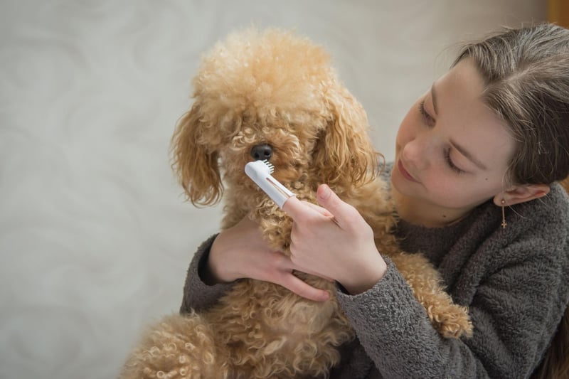 The Poodle's gorgeous fleecy coat may be adorable, but hair can get trapped in their teeth when they're cleaning. This can combine with tartar buildup to cause dental issues.