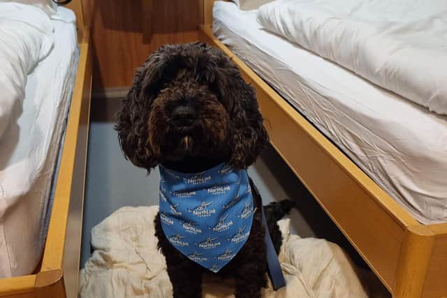 Archie settles in to a pet-friendly cabin on board Northlink Ferries' HM Hamnavoe from Scrabster to Stromness. Pic: R Erskine