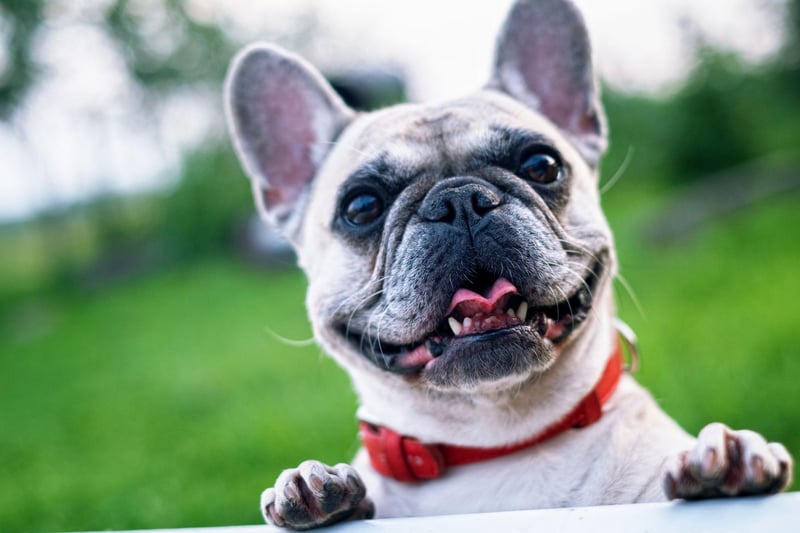 The French Bulldog has surged in popularity in recent years and is a favourite with thieves too - 149 of them have been taken from their owners.