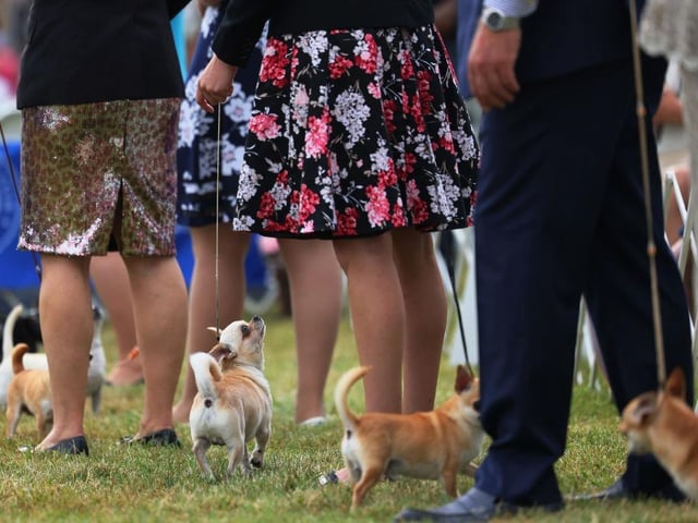 Chihuahuas compete in the Toy, Terrier, and Non-Sporting dogs breed judging event during the annual Westminster Kennel Club.