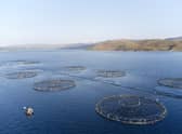 Animal welfare groups and politicians have written to the Scottish Government, calling for a moratorium on the expansion of salmon farming - which could be set to double