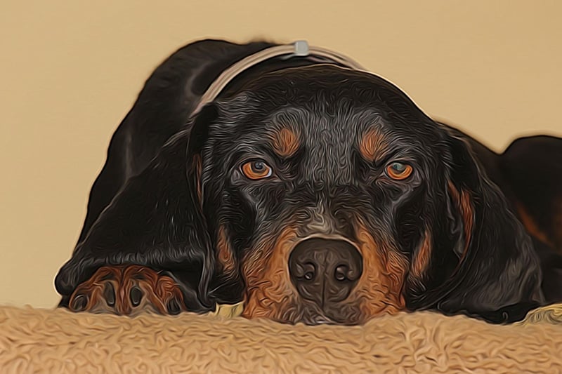 Only officially recognised as a distinct breed by the UK Kennel Club in 2018, the Black and Tan Coonhound was bred in the United States to track raccoons over long distances with their amazing sense of smell. Their bark becomes more regular as they get closer to their prey.