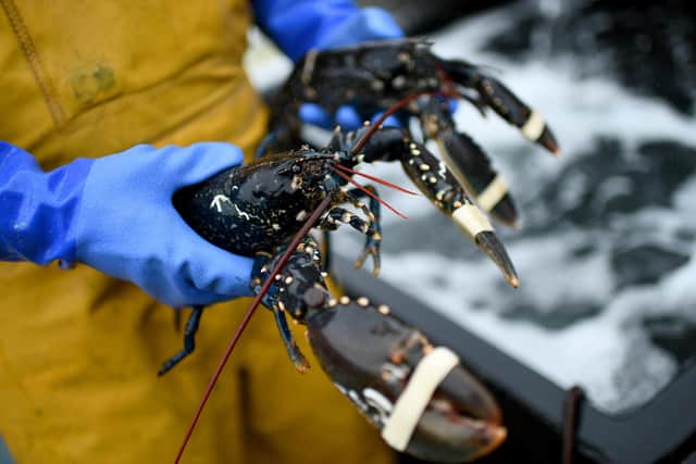 A Loch Fyne langoustine. Picture: Jeff J Mitchell/Getty Images