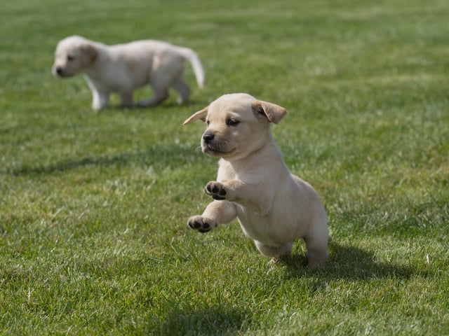 Eleven guide dog puppies have been given names inspired by Taylor Swift's lyrics and song titles.