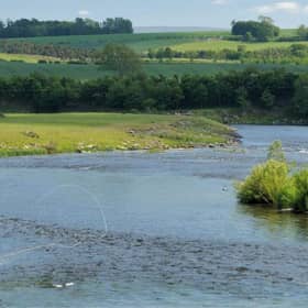 Fish counters are showing the second-highest number of salmon on record in some areas around the Tweed. Currently Birgham Dub beat is a standout performer says FishPal. (Courtesy FishPal).