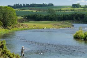 Fish counters are showing the second-highest number of salmon on record in some areas around the Tweed. Currently Birgham Dub beat is a standout performer says FishPal. (Courtesy FishPal).