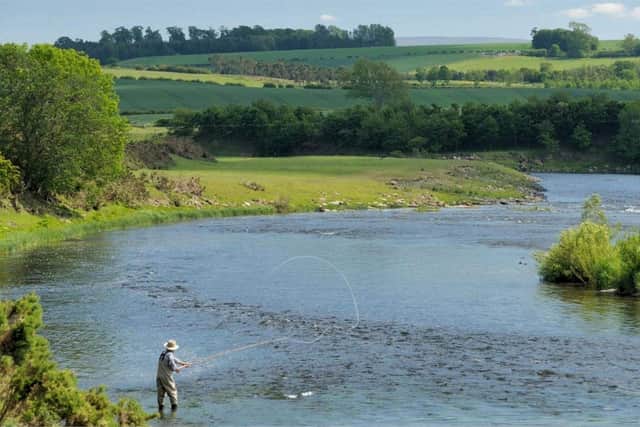 Fish counters are showing the second-highest number of salmon on record in some areas around the Tweed. Currently Birgham Dub beat is a standout performer says FishPal. (Courtesy FishPal).