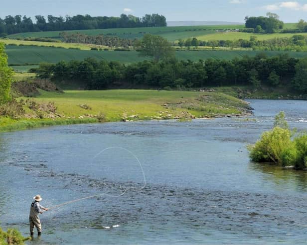 Fish counters are showing the second-highest number of salmon on record in some areas around the Tweed. Currently Birgham Dub beat is a standout performer says FishPal. (Courtesy FishPal).