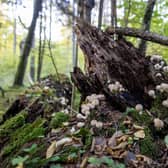 While some fungus are benign, others pose a deadly threat (Picture: Wojtek Radwanski/AFP via Getty Images)