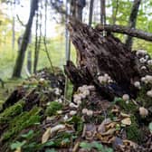 While some fungus are benign, others pose a deadly threat (Picture: Wojtek Radwanski/AFP via Getty Images)