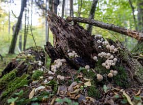 While some fungus are benign, others pose a deadly threat (Picture: Wojtek Radwanski/AFP via Getty Images)