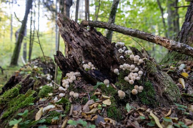 While some fungus are benign, others pose a deadly threat (Picture: Wojtek Radwanski/AFP via Getty Images)