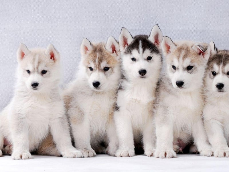 Those who have grown up with J.K. Rowling's boy wizard may like the name Hairy Pawter.