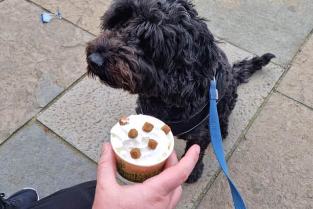 The Daily Scoop in Kirkwall has a wide range of ice creams, as well as lunch options, and has created a dog-friendly treat of whipped cream dotted with bits of kibble (Archie was a huge fan). Pic: R Erskine