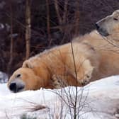 Love is in the air this Valentine's day as polar bears in Scotland’s Highland Wildlife Park snuggle up