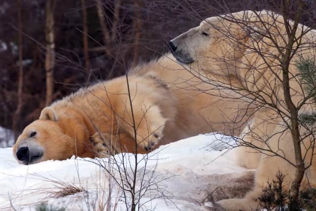 Love is in the air this Valentine's day as polar bears in Scotland’s Highland Wildlife Park snuggle up