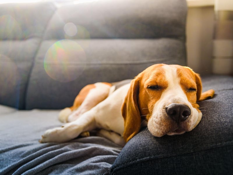 The Beagle is a breed that is very much a pack animal, so tend to do better with families where they get plenty of attention and socialising time. They also have a very distinctive smell which can cause issues, as well as being one of the more vocal dogs - with howling and barking very much to be expected. These are not easy animals.