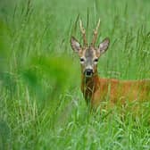 Scotland has an estimated deer population of around one million, with many areas forced to cull numbers to protect animal welfare and reduce damage to the environment