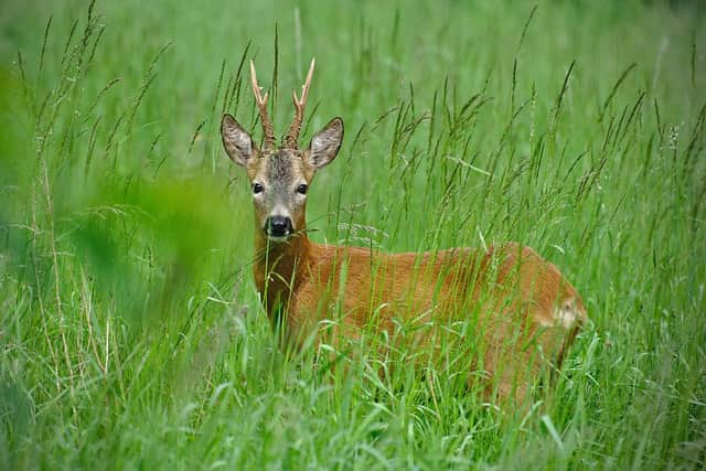 Scotland has an estimated deer population of around one million, with many areas forced to cull numbers to protect animal welfare and reduce damage to the environment