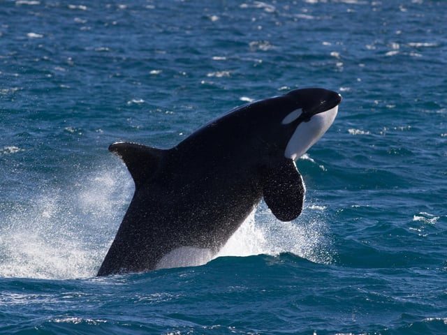 May is the month when Orcas, the fearsome largest member of the dolphin family also known as killer whales, arrive in Scottish waters. You need a bit of luck to see one, but they can be found in the far north around the Shetland, Orkney and Hebridean islands - where they come in close to shore to feed on the common seals who are rearing their pups on beaches.