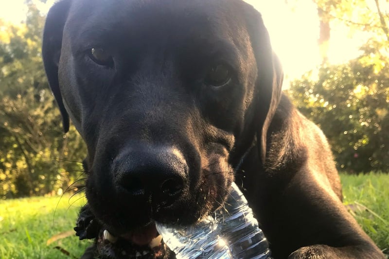 The Labrador Retriever is the UK's most popular breed of dog, but even the biggest Lab fan would admit that they can go a bit off the rails on occasion. Good luck staying angry with these cuties if they do chew your favourite slippers.