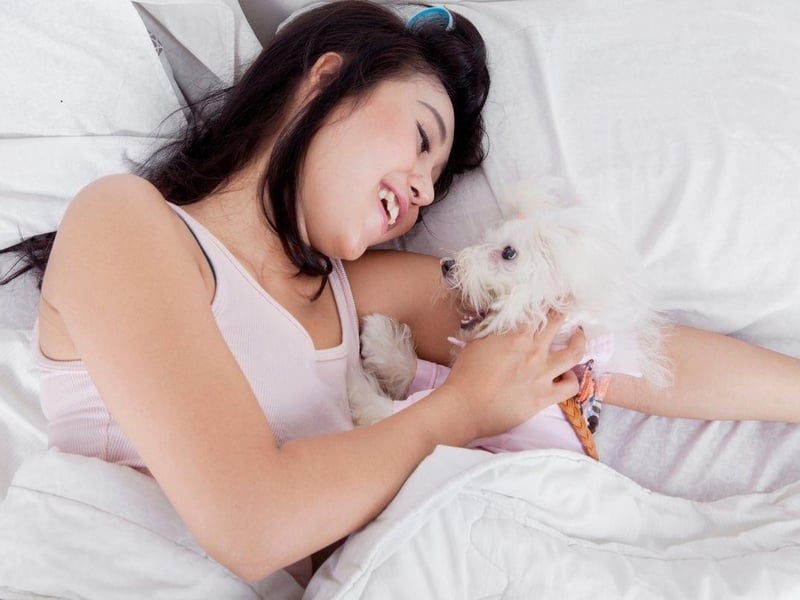 Taking the top spot as the best dog breed to have in your bed are Maltese pooches, with their small size and lack of shedding and drooling, are officially the perfect dogs to nap with.