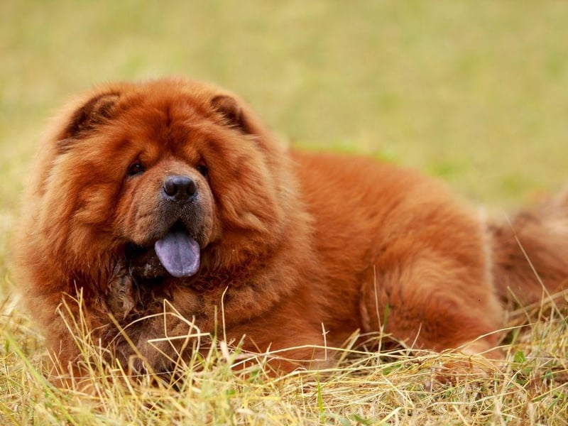 They may look like big cuddly teddy bears, but Chow Chows can become annoyed by children yelling and running around - potentially responding with aggression.