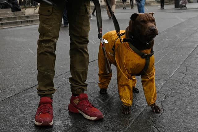 Simple things, like a dog wearing a coat, can raise a smile and brighten your day (Picture: Emmanuel Dunand/AFP via Getty Images)