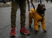 Simple things, like a dog wearing a coat, can raise a smile and brighten your day (Picture: Emmanuel Dunand/AFP via Getty Images)