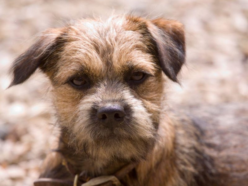 If you think that Border Terriers are the best doog breed, then Max could be the name for you. It's short for Maximillion - a Latin name meaning 'the greatest'.