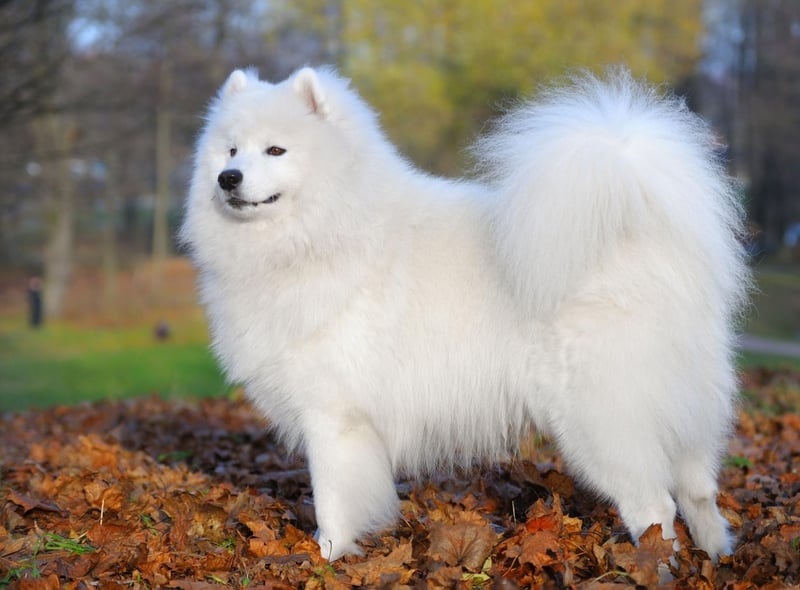 The Samoyed's smile has a serious purpose - the upturned corners of the mouth keep Sammies from drooling, preventing icicles from forming on their face in freezing temperatures.