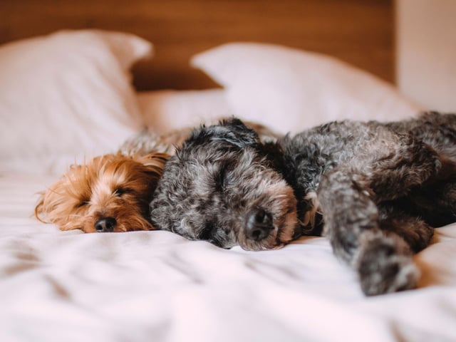 Daisy is the floral name that comes seventh in the top Scottish female dog names of 2021. It comes from the Old English for 'day's eye'. Daisy was the name of John Wick's dog in the films of the same name.