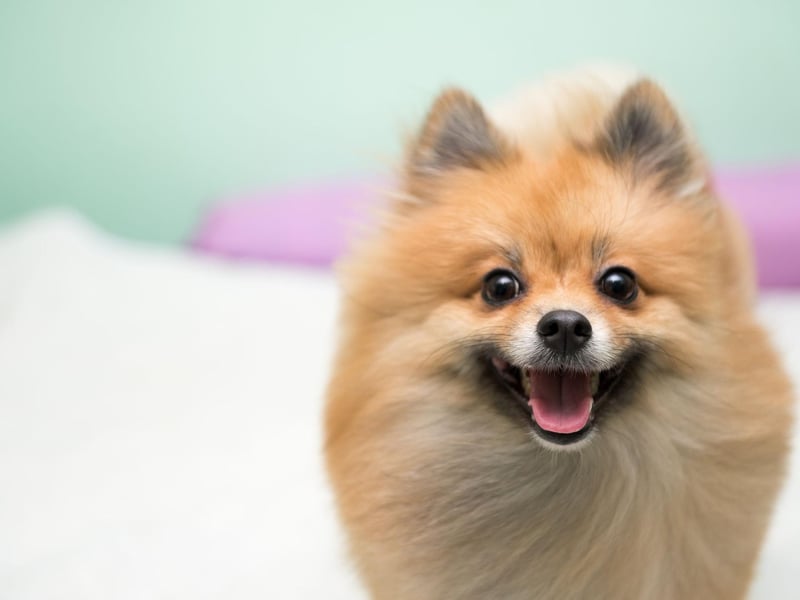 The Pomeranian is named after the Pomerania region in Central Europe where it was originally bred - an area that now covers parts of Germany and Poland. There were 2,632 registrations of the fluffy toy dog last year.