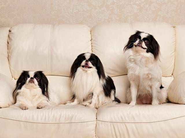 Bred solely to be a companion dog to sit on the laps of Japanese royalty, it's no wonder a Japanese Chin will look confused if it's asked to move at anything more than a suitably dignified and regal speed.