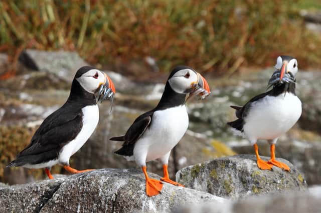 Ill and dead puffins have washed up on the shores of Orkney, prompting concern for their welfare.