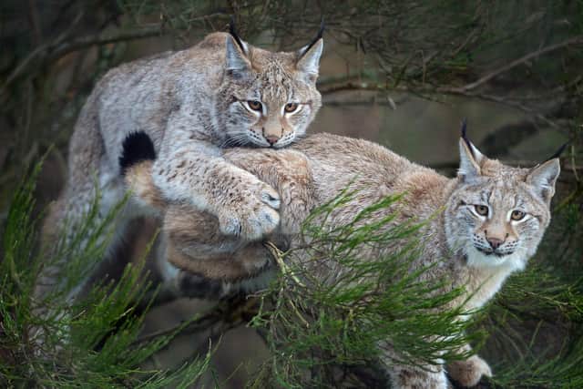 Lynx cubs from the Highland Wildlife Park in Kincraig, Scotland, similar looking to the lynx illegally released this week 