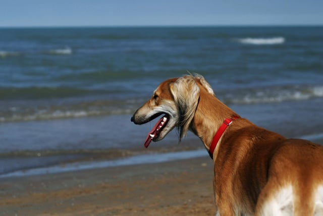 Greyhounds come in a huge range of colours - there are at least 30, incorporating a variety of combinations of white, brindle, fawn, black, red, and grey.