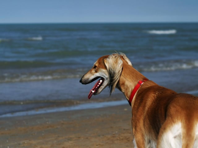 Greyhounds come in a huge range of colours - there are at least 30, incorporating a variety of combinations of white, brindle, fawn, black, red, and grey.